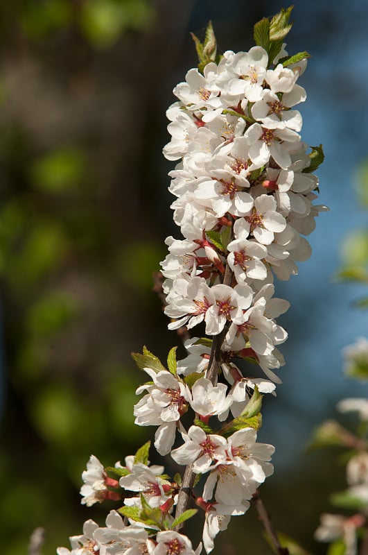 Prunus tomentosa