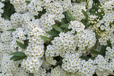 Spiraea canescens