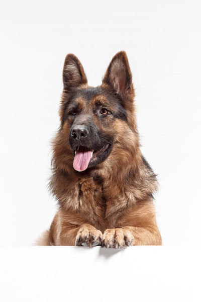 设得兰牧羊犬坐在白色背景前