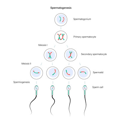 Spermatogenesis