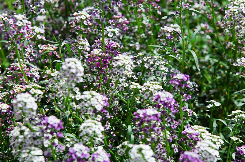 小叶属(Lobularia)是十字花科(Brassicaceae)五种开花植物的一个属，与Alyss