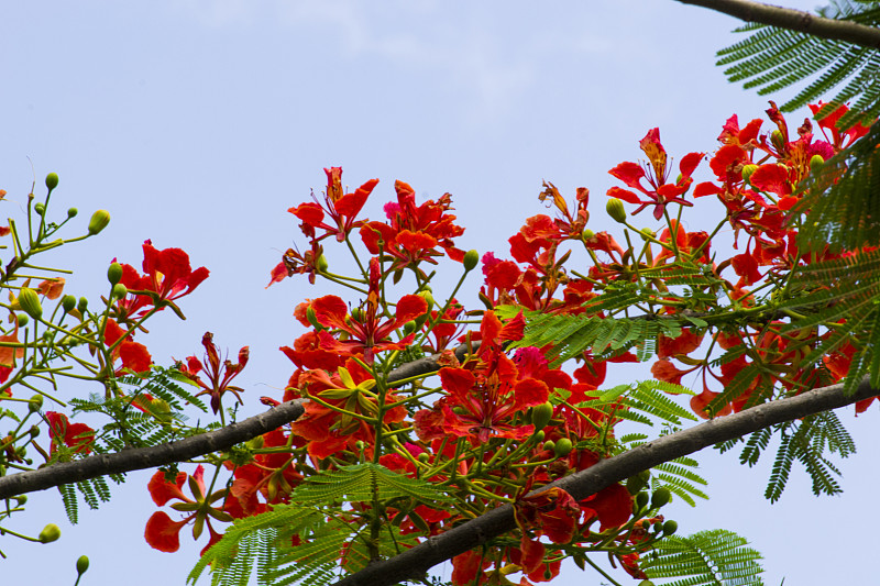 火焰树的花