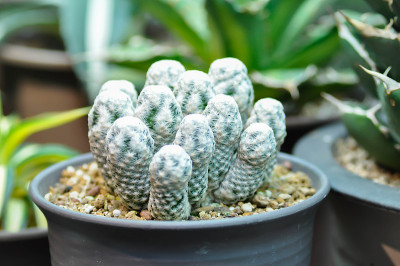 仙人掌，仙人掌植物