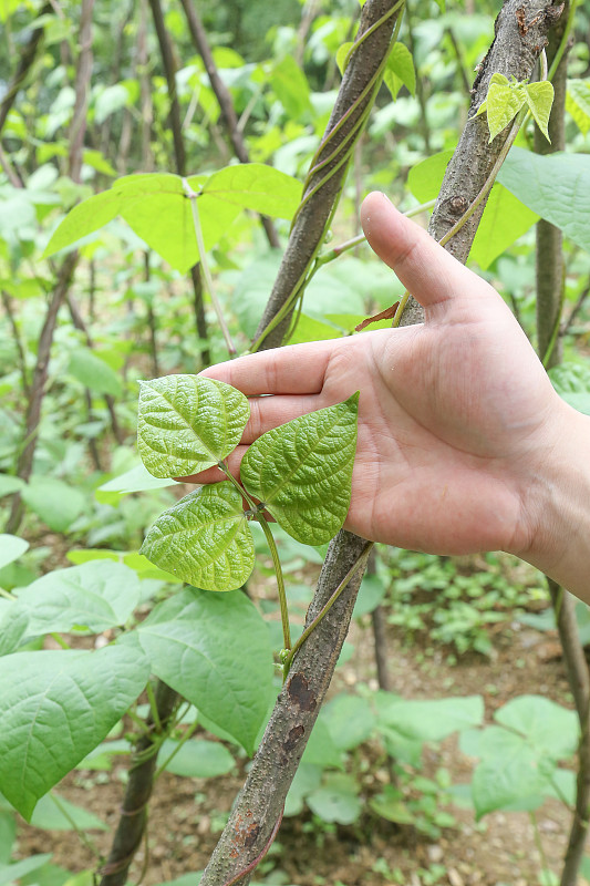 手放在绿色豇豆叶上