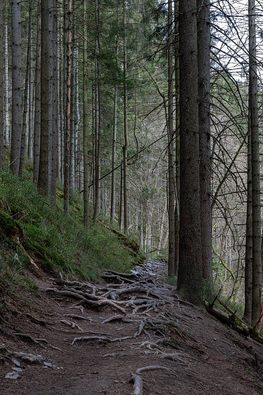 这是一条遍布树根的小路，位于比利时阿登山脉的特洛斯马雷峡谷