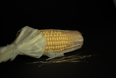 玉米2