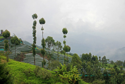 哥伦比亚安蒂奥基亚El Jardin种植园附近的葡萄树上，百香果，番石榴，西番莲