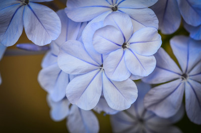 夏日的花朵闭合