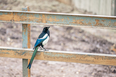 鹊科的喜鹊(异食癖)栖息在围栏上