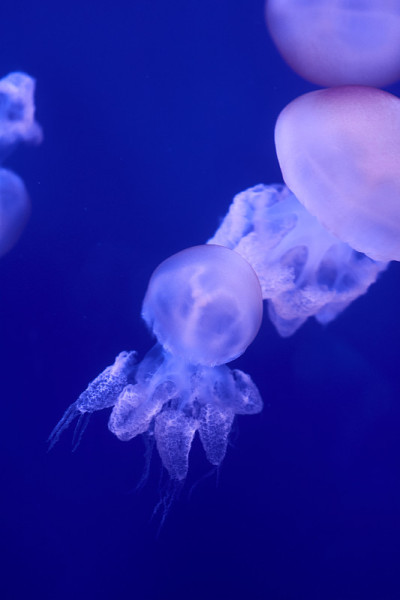 一群漂浮在海洋中的白色水母