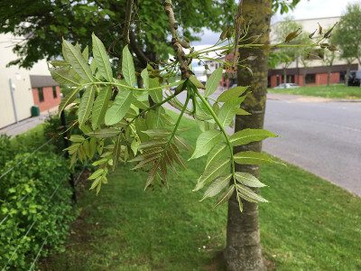 白蜡(Fraxinus excelsior)树- 2018年5月