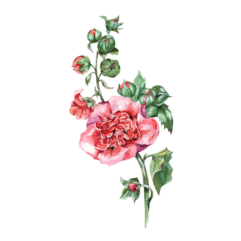 采购产品水彩古董花锦葵，花植物贺卡