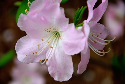 杜鹃花