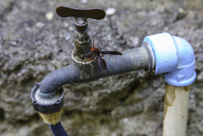 黄蜂想要水