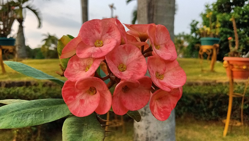 红色的花朵在微风中在花园里