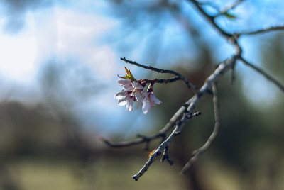 杏仁花