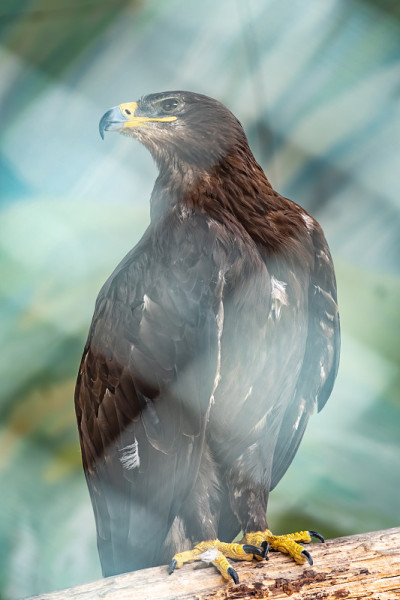 草原鹰骄傲地坐在鸟舍的树枝上。Aquila nipalensis