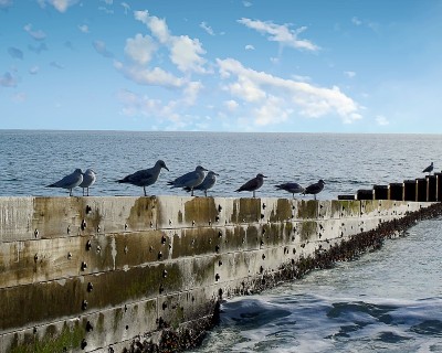 海鸥