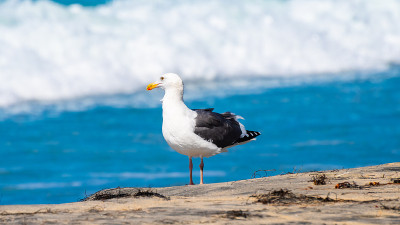 成年欧洲银鸥(Larus Argentatus)沿着阳光明媚的南加州圣地亚哥的白沙绿松石水海滩散步。