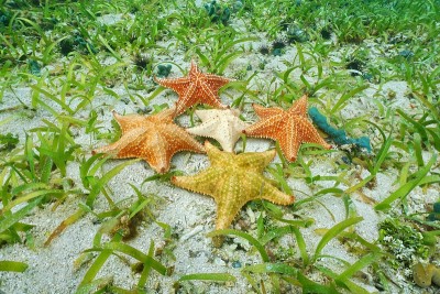 水下的缓冲海星有不同的颜色