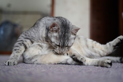 屋顶上的埃及猫