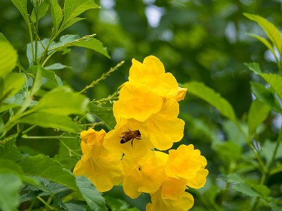 蜜蜂飞向黄花。