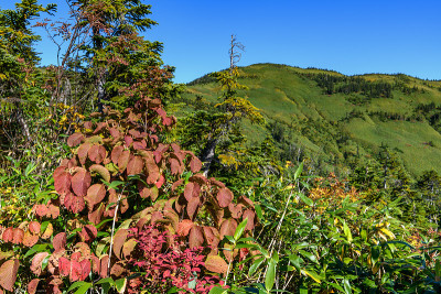 梧桐山和梧桐山的秋叶