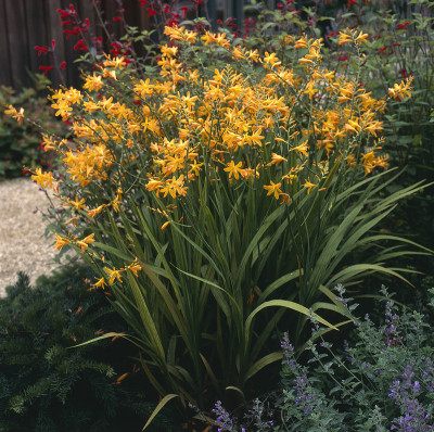 Crocosmia