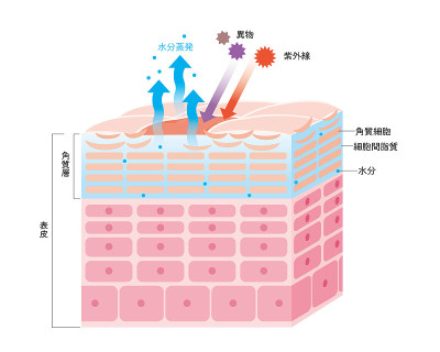 干燥皮肤表皮皮肤结构皮肤图美容学