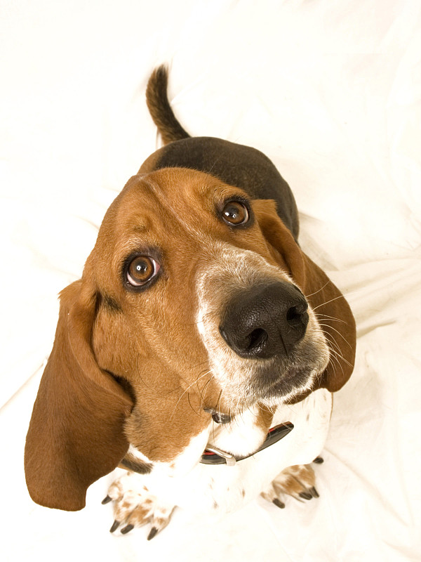 巴塞特猎犬抬起头来