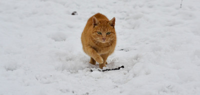 雪中的姜猫