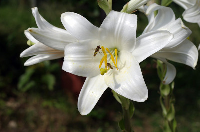 百合