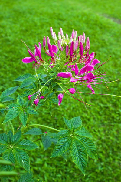 粉红色的花醉蝶花属