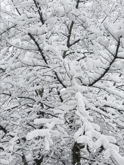 树枝上湿漉漉的大雪
