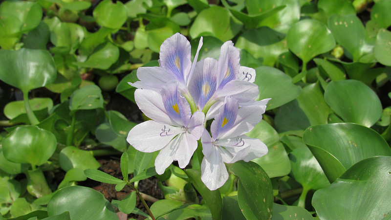 风信子花野生水生植物，蓝色，紫色，白色，绿色的叶子，池塘，河流，美丽的景观组单一雄伟的纯天然苔藓环境