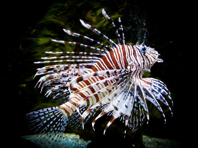 斑马狮子鱼在黑色水族馆背景