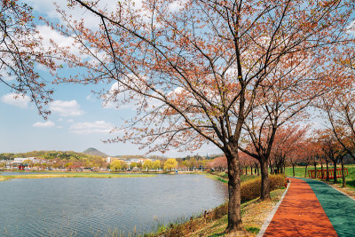 春天的韩国安山花郎游乐区公园