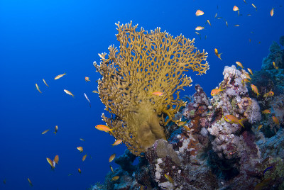 色彩斑斓的水下生物
