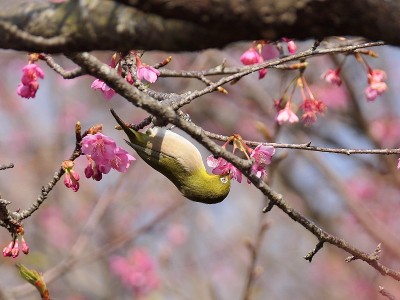 樱花和日本白眼