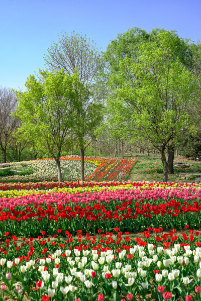 中国北京国际花卉港，郁金香盛开。国际花港五彩缤纷的花坛