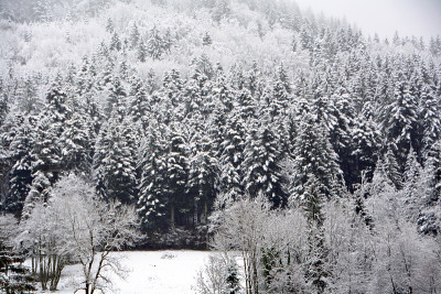 雪树