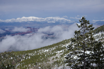 雪山出现在针叶林后面