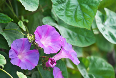 牵牛花