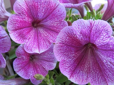 花盛开