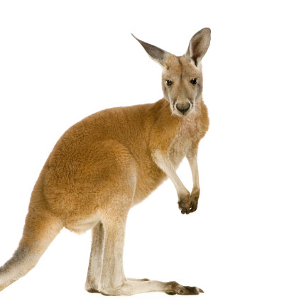 小红袋鼠(9个月)- Macropus rufus