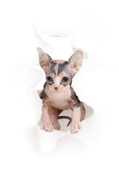 猫在纸边撕洞孤立