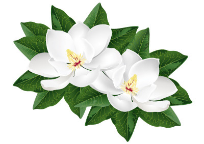白玉兰花，现实的矢量插图。