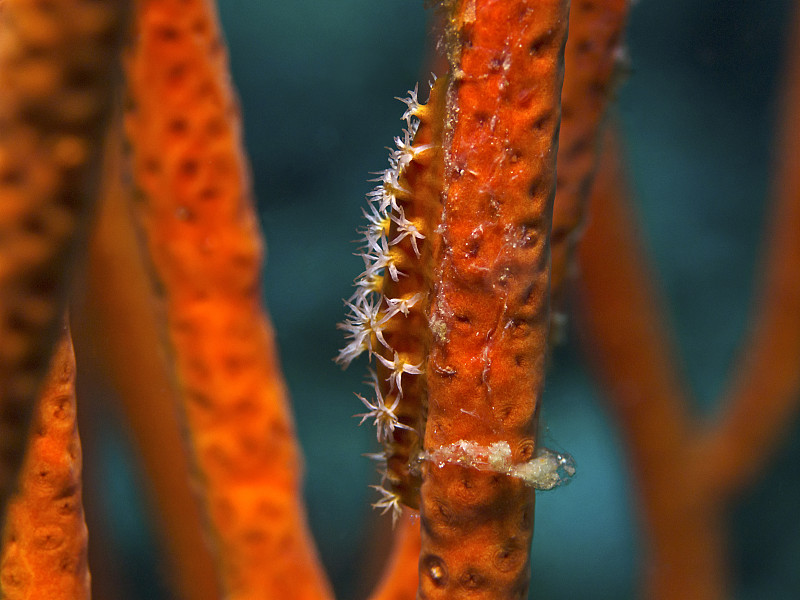 压缩宝贝(hiatavova coarctata)