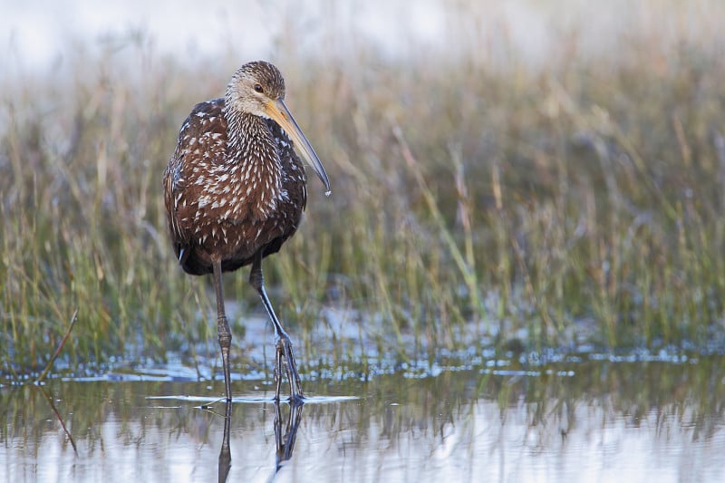 Limpkin (Aramus guarauna)站在水里，基西米，佛罗里达，美国