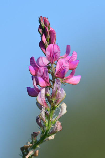 普通科学(onobrychis viviifolia)